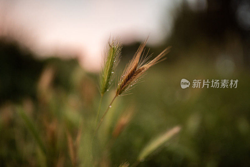 干燥植物的小穗，在日落时生长在田野上