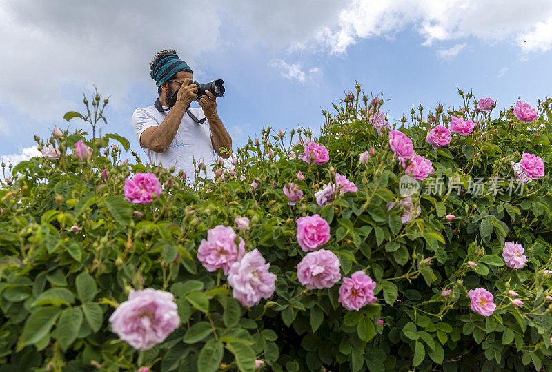 自由摄影师在玫瑰田里拍照