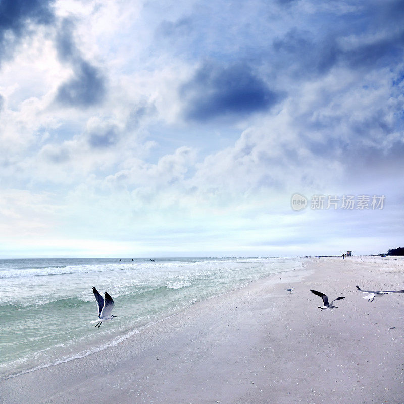 佛罗里达沙滩上的一群海鸥