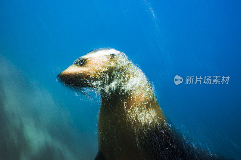 近距离抽象肖像的澳大利亚毛皮海豹覆盖在泡沫