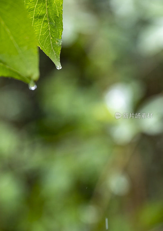 雨珠从树叶上滴下来