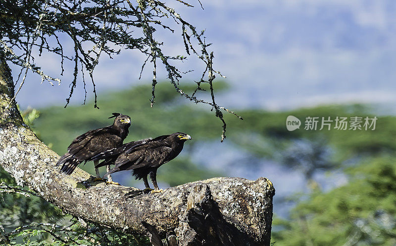 长冠鹰(枕骨长头鹰)是一种猛禽。像所有的鹰一样，它属于鹰科。纳库鲁湖国家公园，肯尼亚。