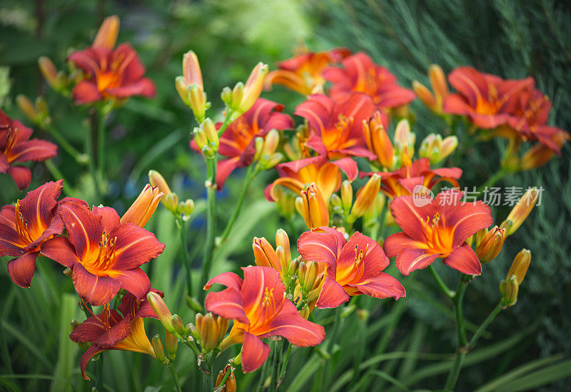 美丽的观赏花园(黄花菜)