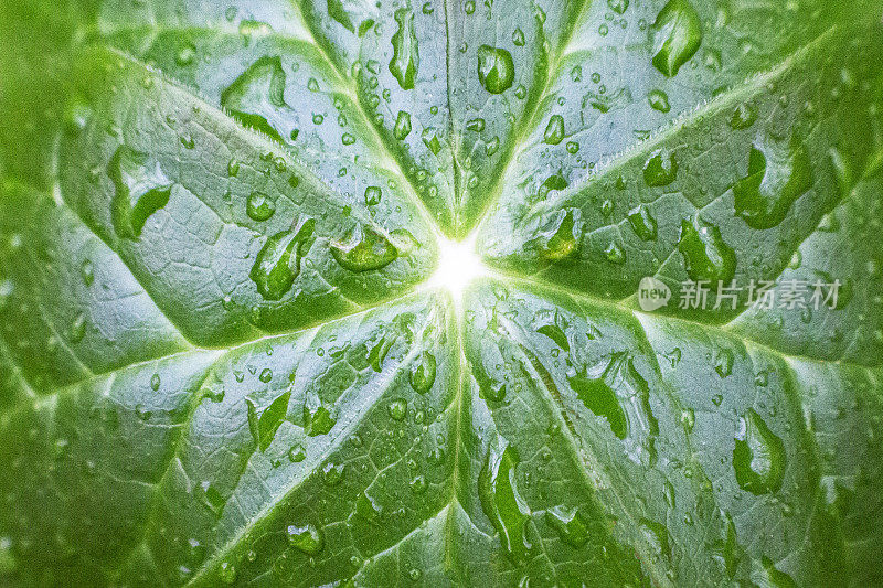 四月的雨带来五月的苹果雨滴和五月的苹果叶子