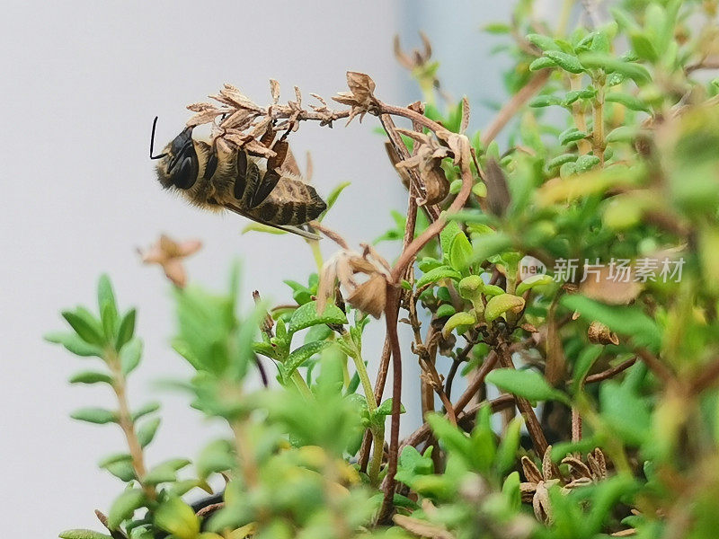 一只蜜蜂在房子前的百里香植物上