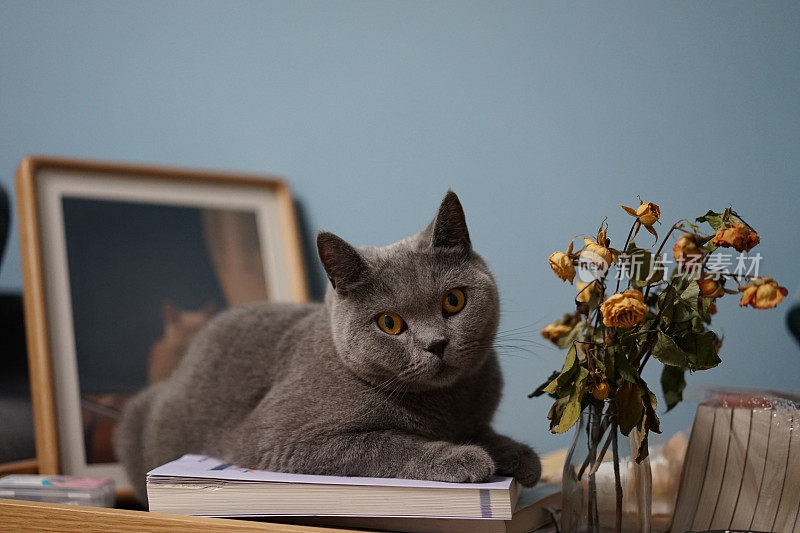 一只英国短毛蓝猫躺在书上