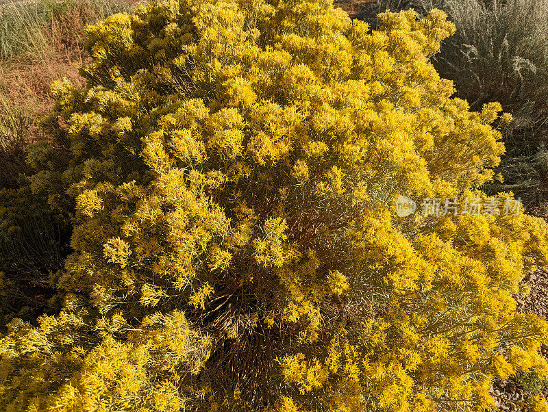 秋天，犹他州卡纳布附近珊瑚粉沙丘州立公园的黄兔子丛