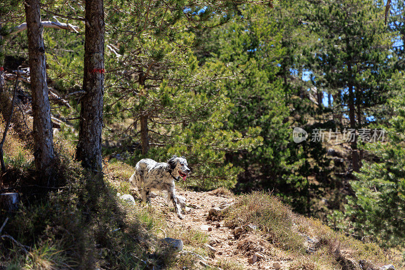 英国塞特犬在山林中奔跑