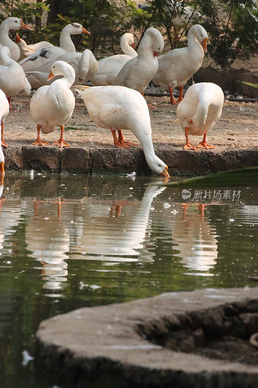白鹅群在人造池塘边梳洗和饮水的图像，关注前景