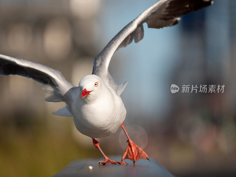 海鸥特写肖像