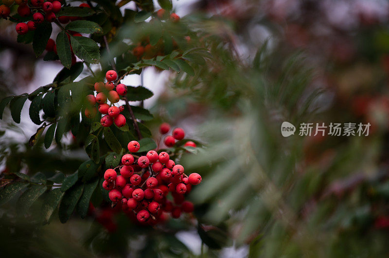 花楸在树枝上扎堆。