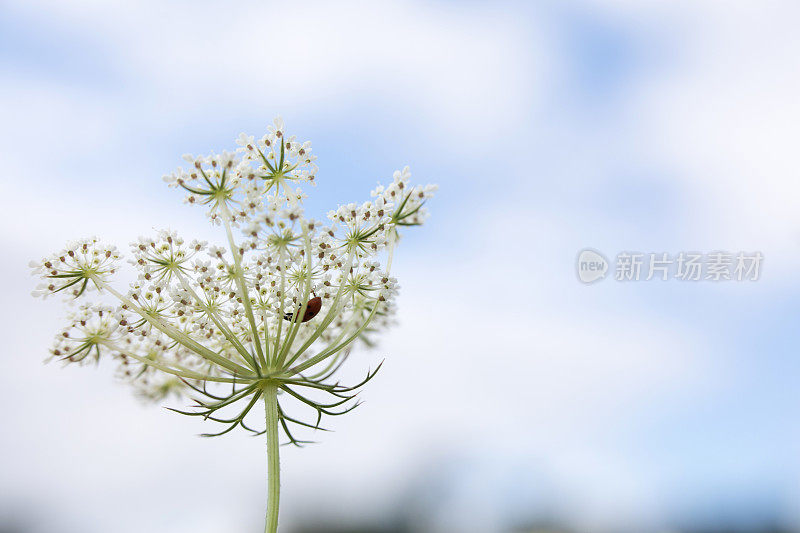 安妮皇后花边