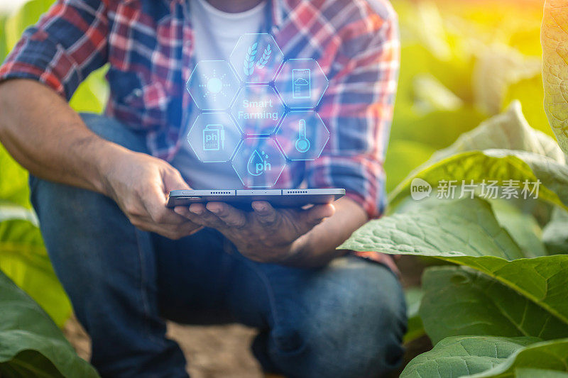 农民使用数字平板电脑显示智能农业界面图标和光耀斑日落效果。智能农业新技术经营理念。
