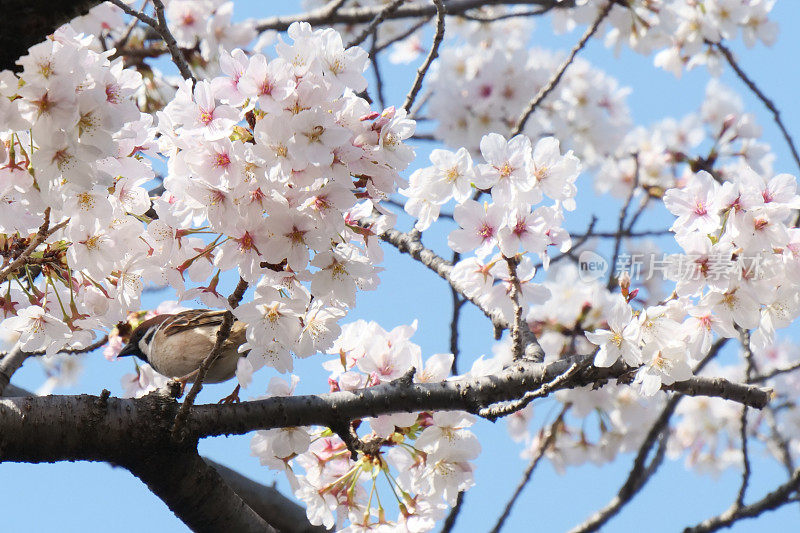 一只麻雀栖息在樱桃树上