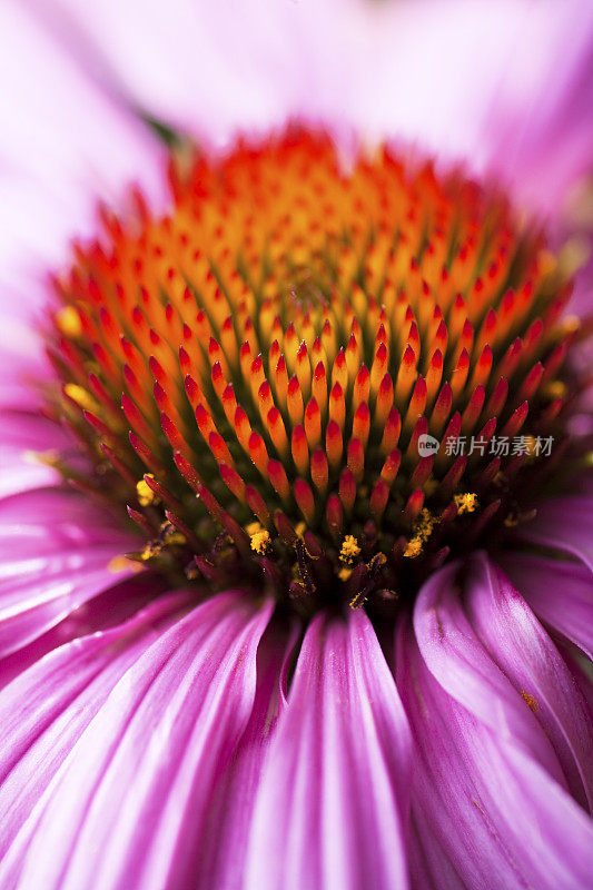 紫色圆锥花特写