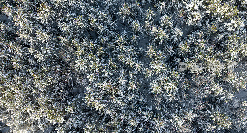 加拿大魁北克，暴风雪后冬季北方自然森林的鸟瞰图