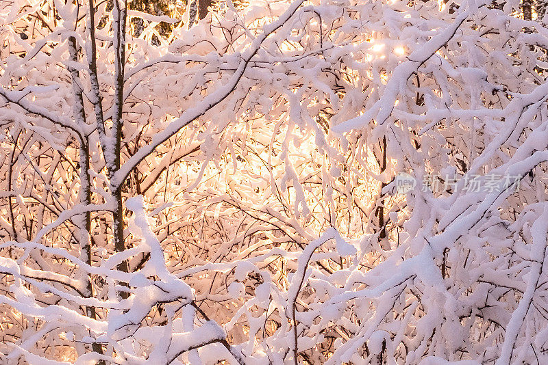 冬天的风景，白雪覆盖的树枝和橙色的阳光。