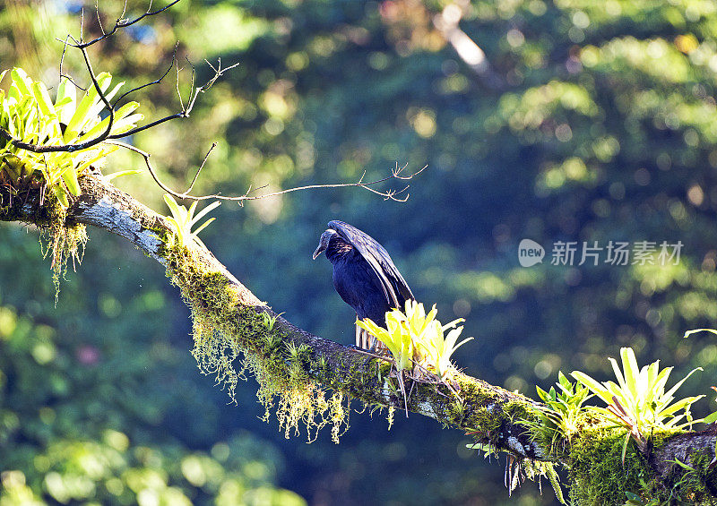 黑秃鹫，路边拾荒者从树顶寻找猎物，圣胡安娜保护区，哥斯达黎加