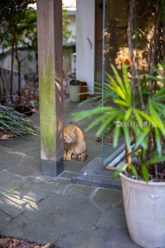 花园里的姜猫