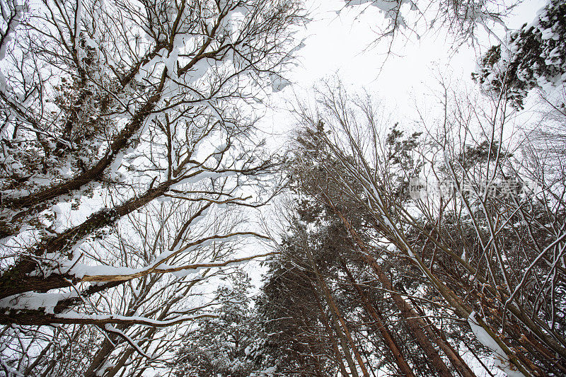 冬季景观，白雪覆盖的树木和阳光