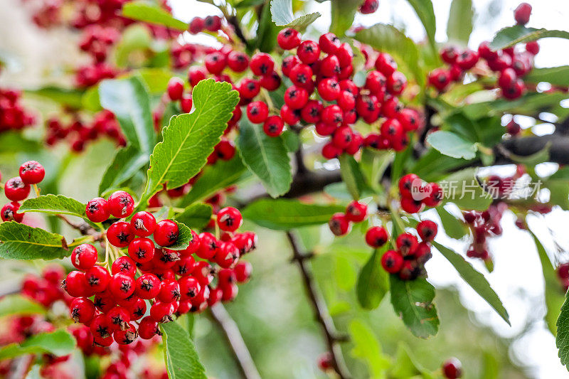 一种冬灌木，长有典型的红色浆果