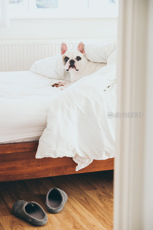 法国狗在床上看着敞开的卧室门
