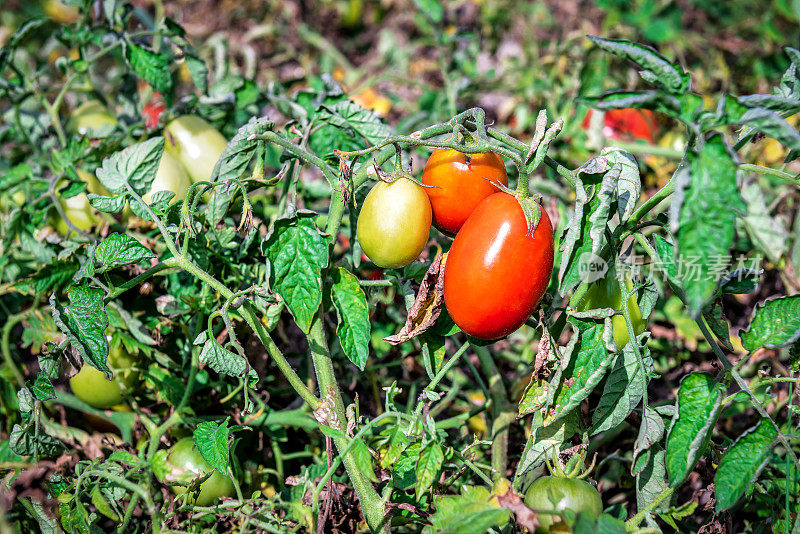 番茄在有机花园成熟