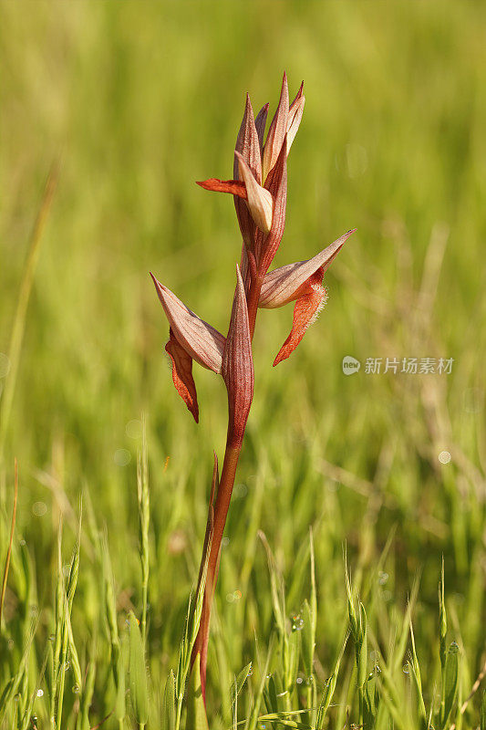 草地上的长唇舌兰花的垂直镜头