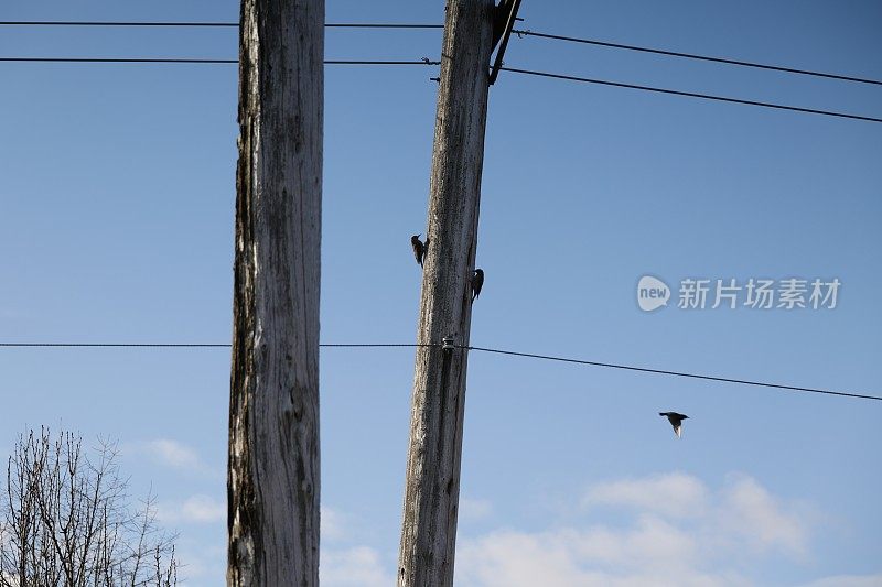 加拿大不列颠哥伦比亚省西南部的三个北方闪烁