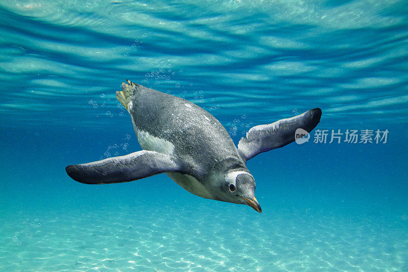 令人惊叹的厚脸皮巴布亚企鹅游泳通过海洋与泡沫