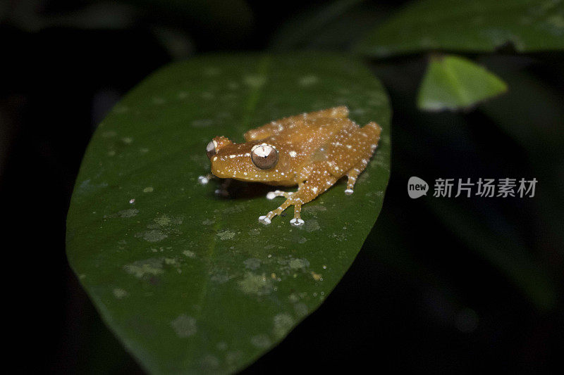 树叶上独一无二的青蛙-库存照片