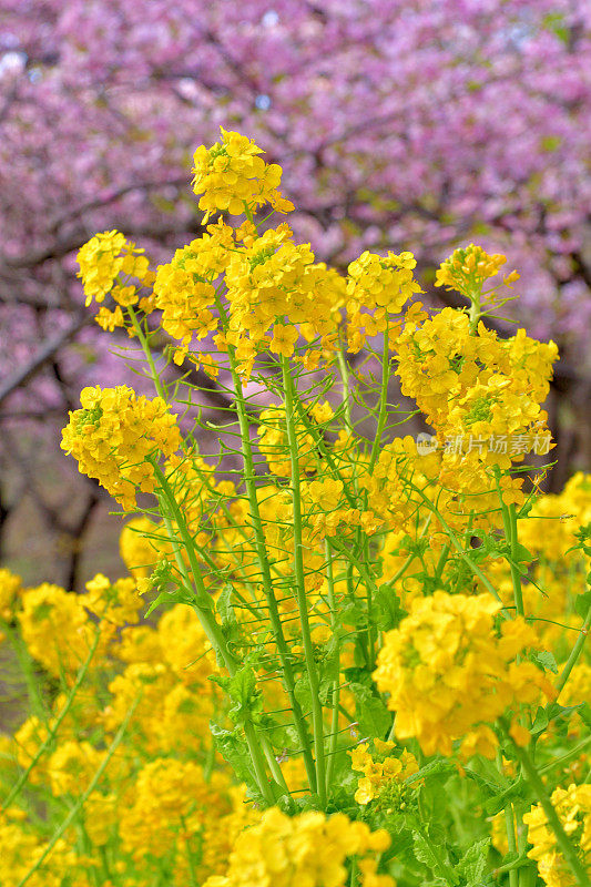 油菜花与樱花的背景