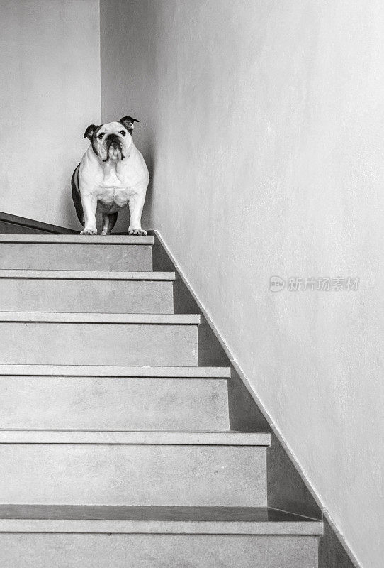 困惑的牛头犬在楼梯上