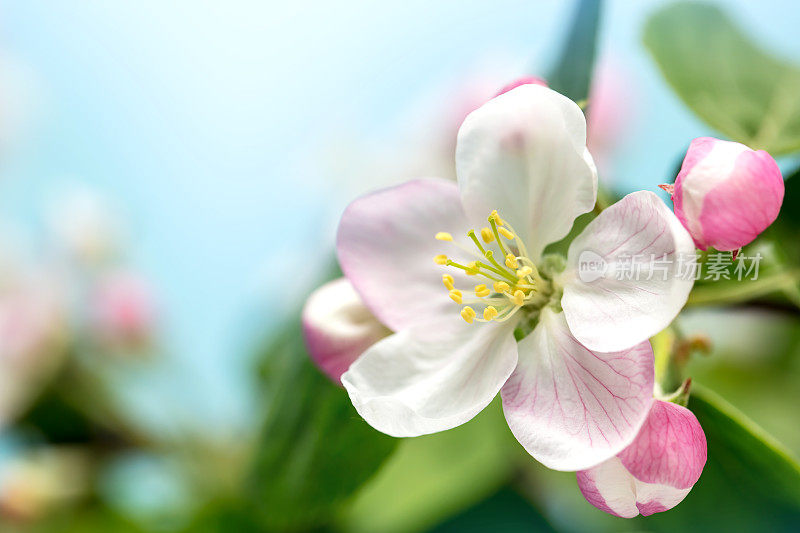 苹果树开花特写