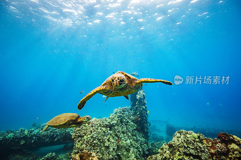 绿海龟游过珊瑚，穿过清澈的蓝色海洋