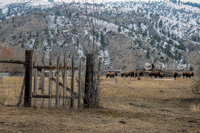 美国蒙大拿州的水牛或野牛和旧栅栏门