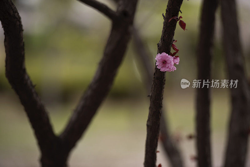 樱花盛开，花瓣纷纷落地