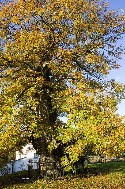 古老的大栗树，秋天的时候。