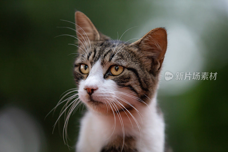 虎斑流浪猫。