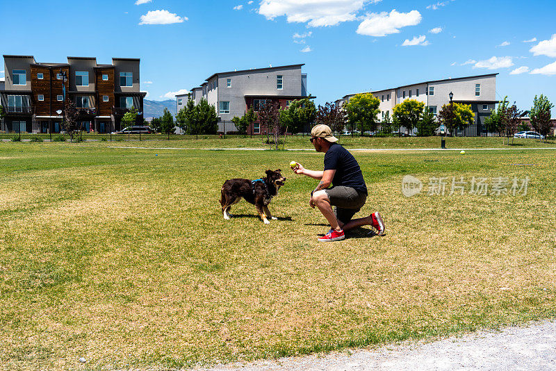 在充满活力的狗狗公园里，一个穿着黑色衬衫和灰色短裤的男人愉快地与他的棕色和淡黄色的柯利牧羊犬和澳大利亚牧羊犬混搭在一起，建立了一种友谊和充满活力的玩耍关系。