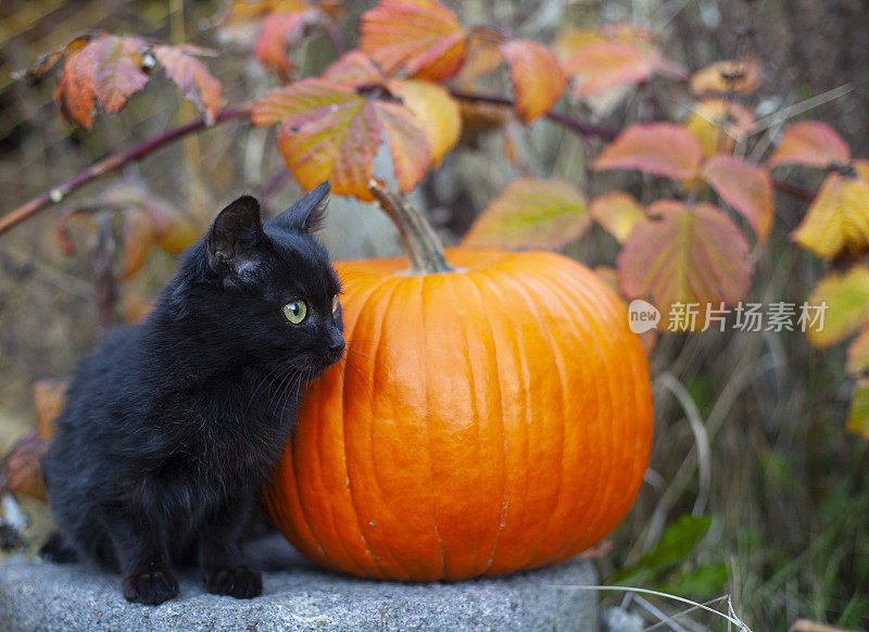 万圣节，谷仓里的黑猫和稻草上的南瓜