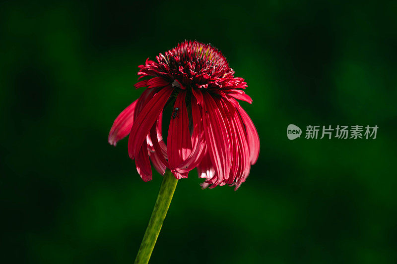 迷人的深红色紫锥菊:大自然的猩红之美