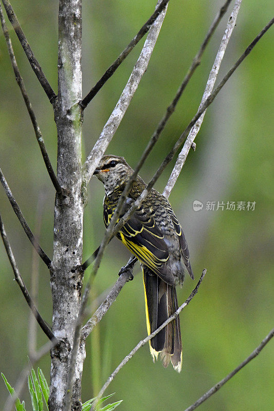 黑色Cuckooshrike