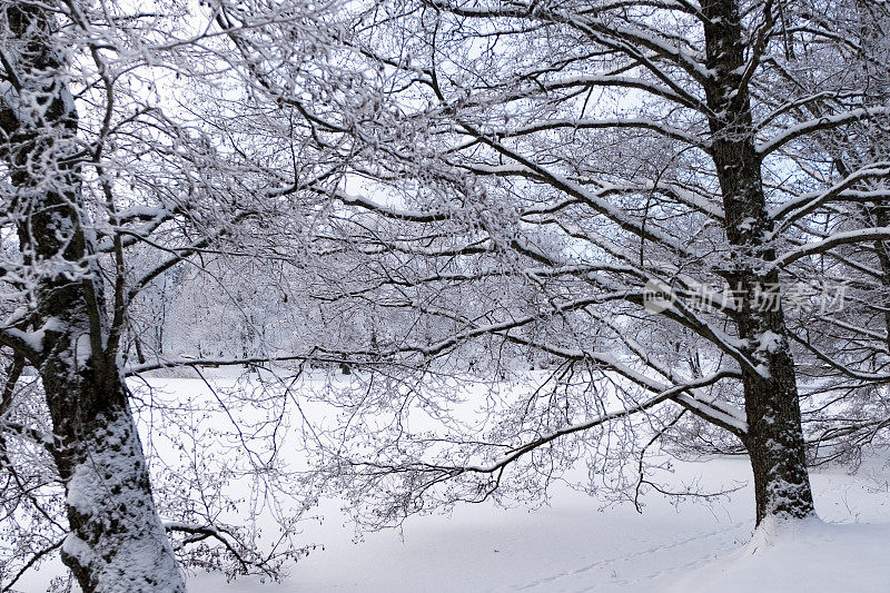 冬天的风景。冰雪覆盖的树木，城市公园里湖面上的雪堆和冰。拉赫蒂寒冷的冬日。