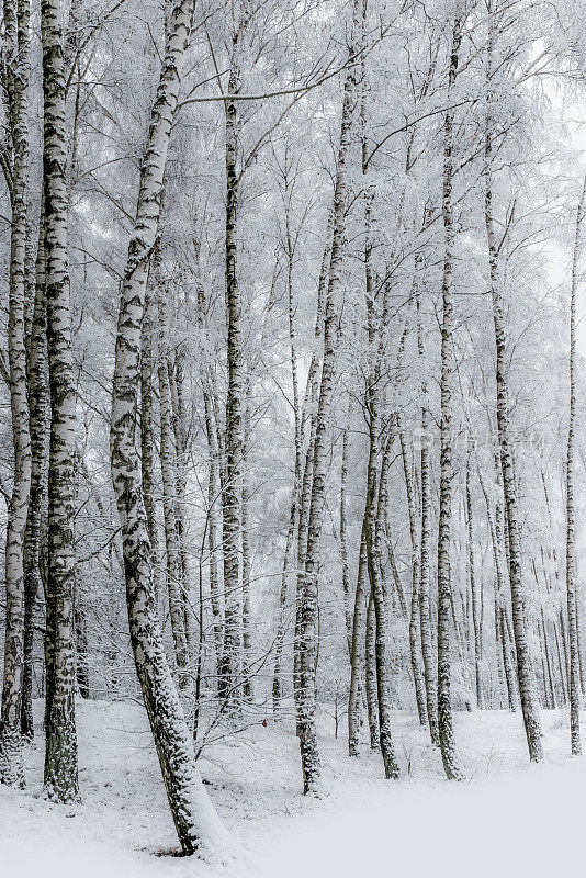 树上的雪