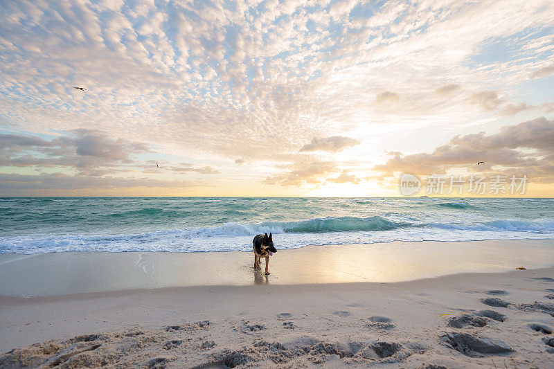 可爱的狗在日落时在海滩上玩耍