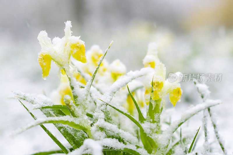 在春天的暴风雪中，水仙花被雪覆盖