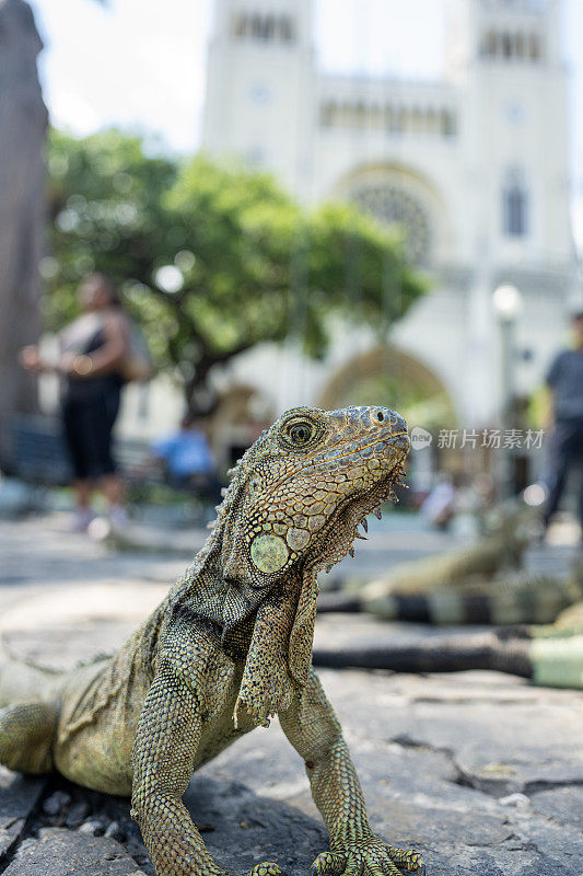 在厄瓜多尔瓜亚基尔的鬣蜥广场上自由行走的鬣蜥