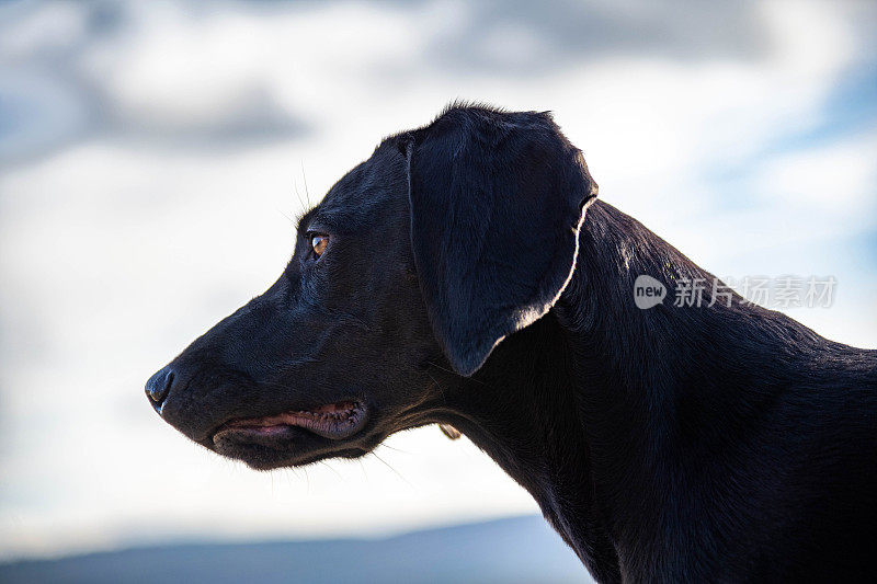 黑色拉布拉多猎犬的肖像在球场上盯着四周