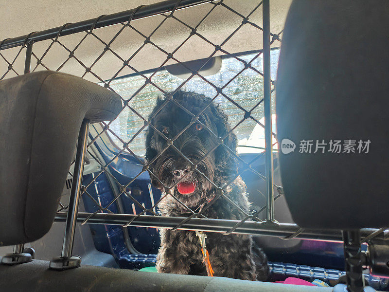 黑色拉布拉多犬坐在车里的铁丝网后面